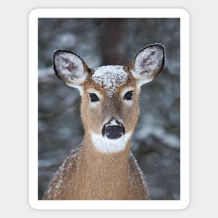 New Winter hat - White-tailed deer Sticker